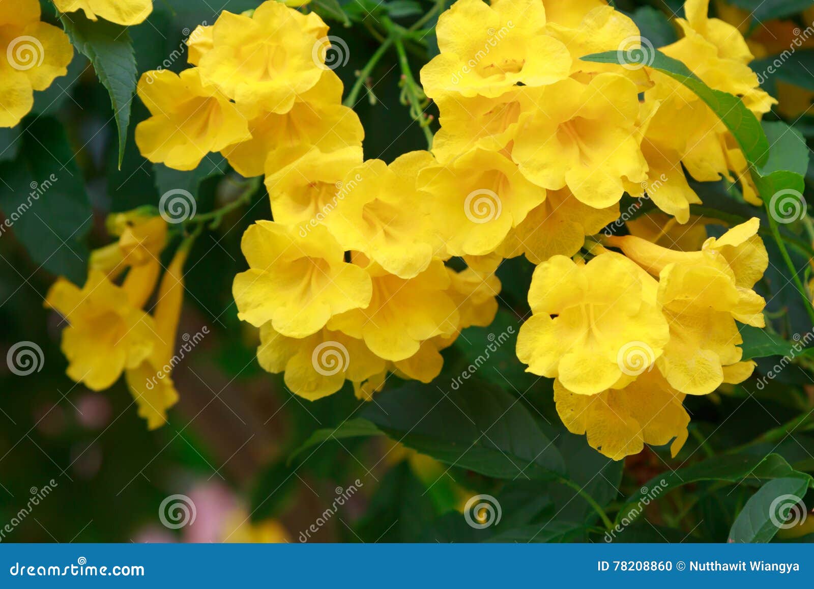 Silver Trumpet Flower Stock Photo Image Of Background 7060