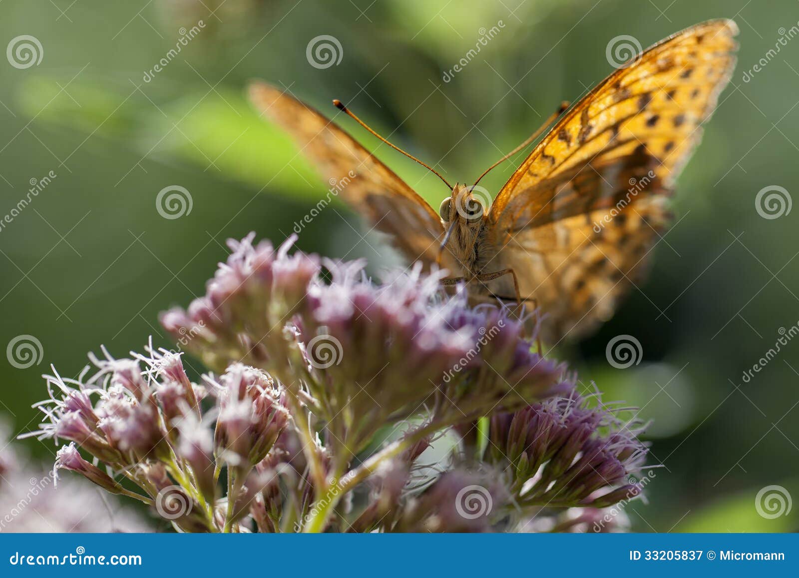 silver-washed fritillary front view