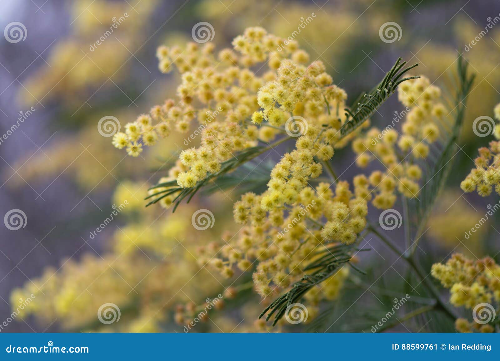 Silver Wattle Acacia Dealbata Yellow Flowers And Foliage Stock Image Image Of Flora Dealbata