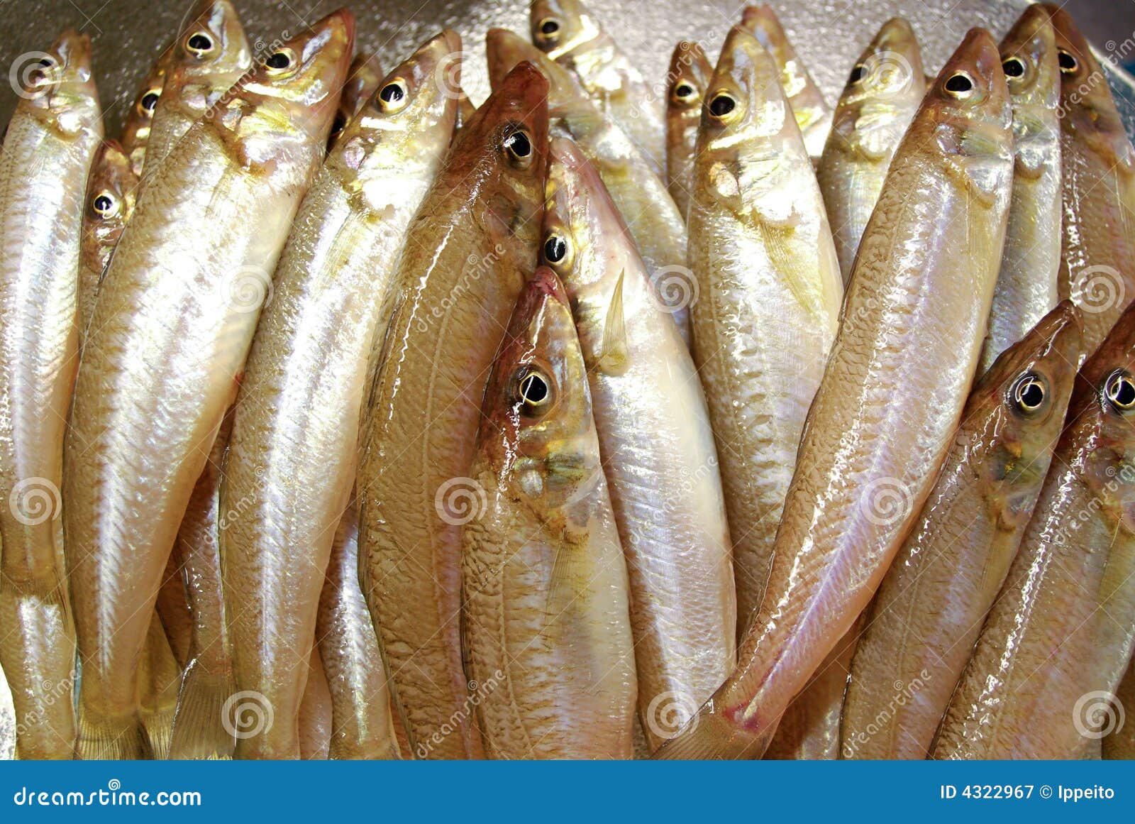 Silver Whiting (Sillago Ciliata) Stock Image Image of sillago, ciliata 4322967