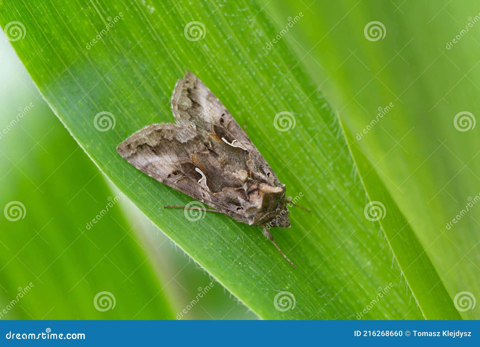 the silver y autographa gamma is a migratory moth of the family noctuidae