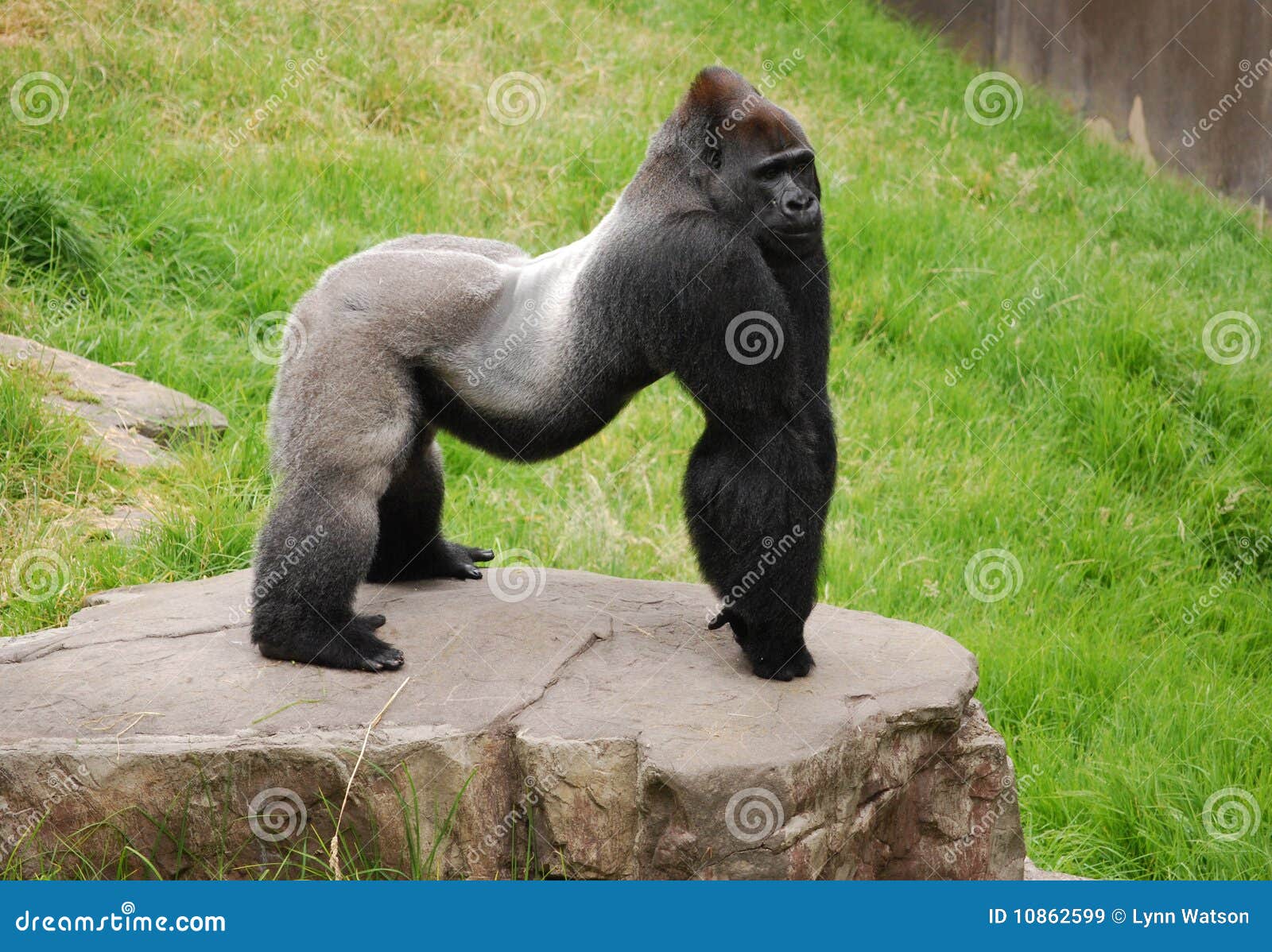 Silverback gorilla stock image. Image of male, african 10862599