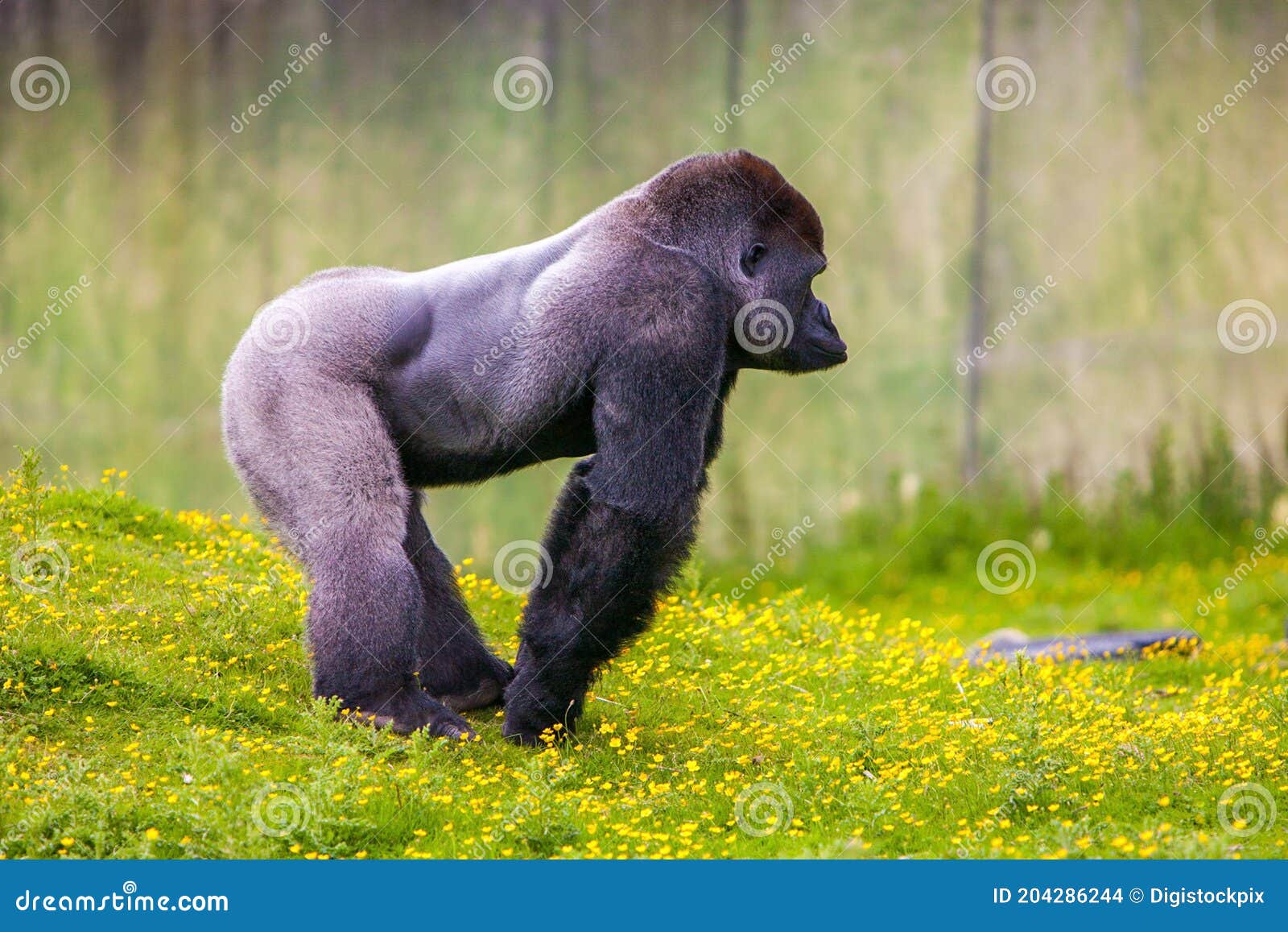 Silverback Gorilla stock photo. Image of lowland, silverback 204286244