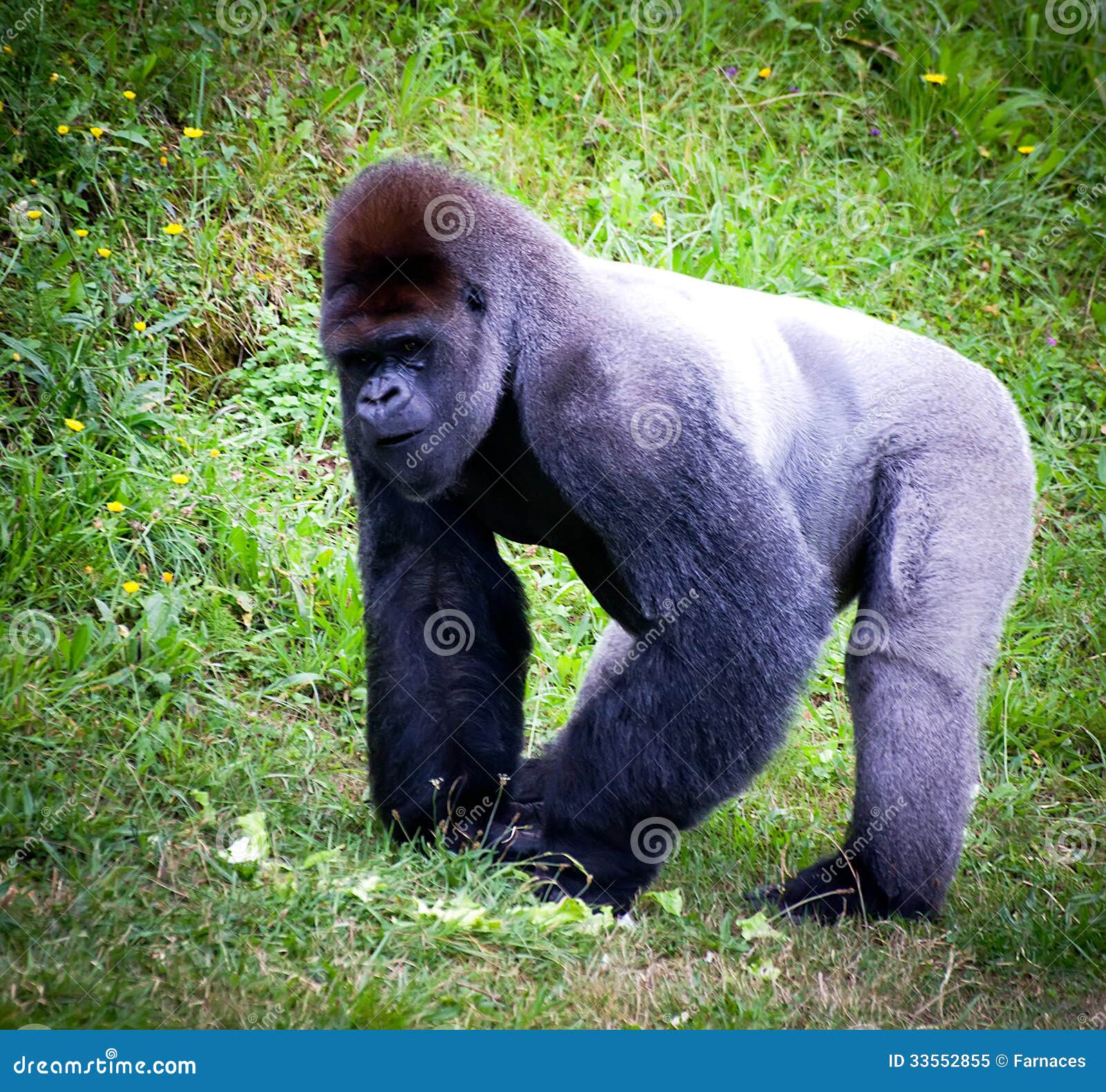 silverback ape silverback ape
