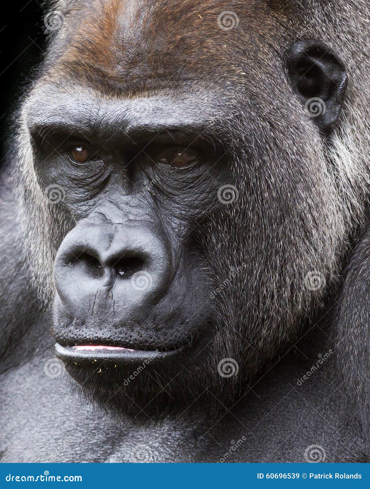 Silver Back Gorilla Hair Background Stock Photos - Free & Royalty
