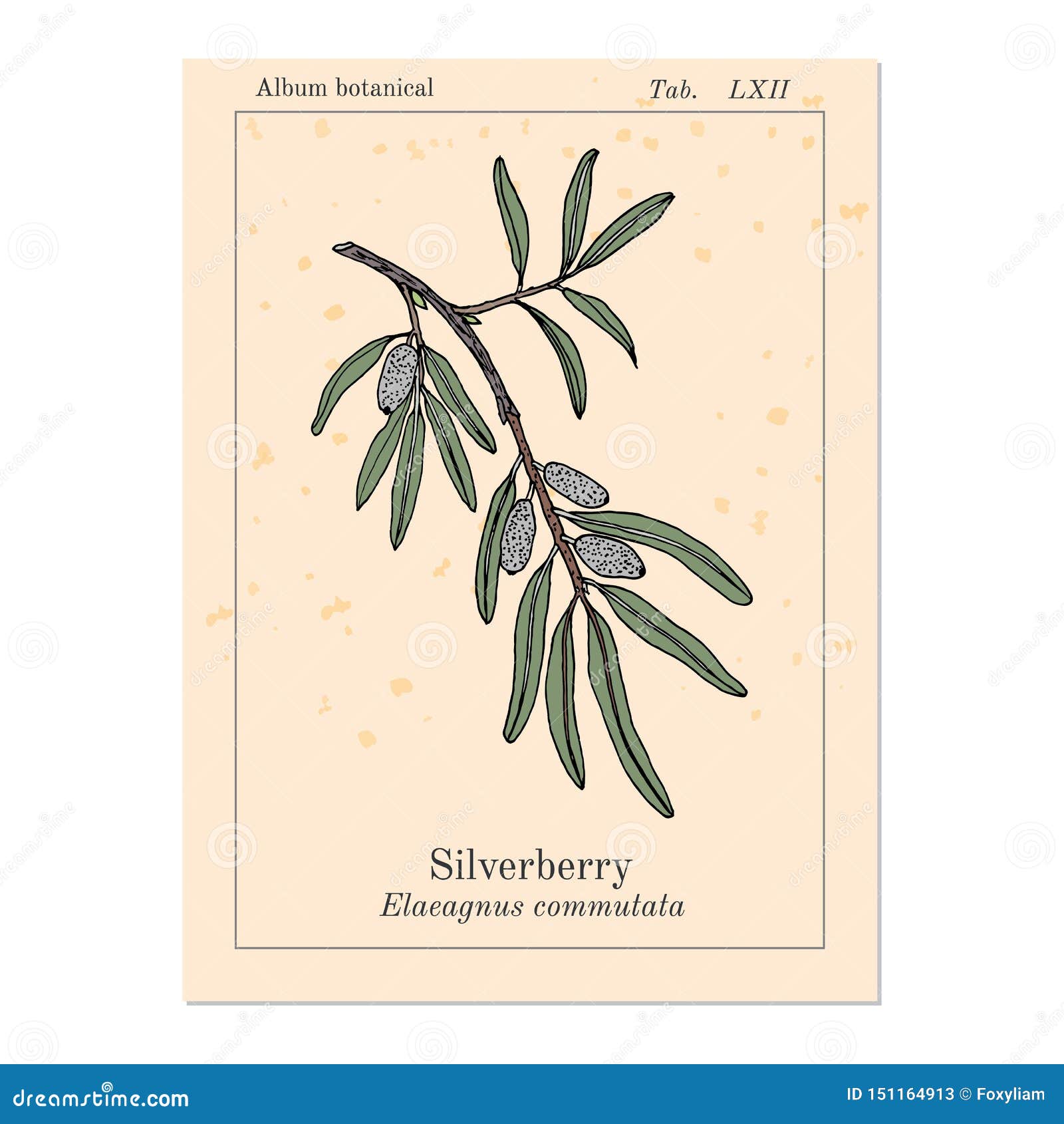 Silverberry Or Wolf Willow Elaeagnus Commutata Medicinal Plant Stock Vector Illustration Of Health Edible 151164913