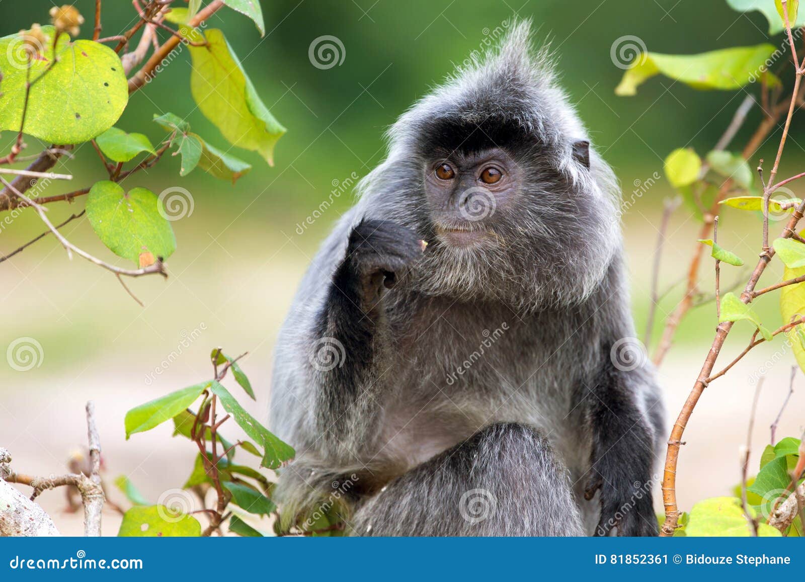 Silvered leaf monkey stock image. Image of silvered, monkey 81852361