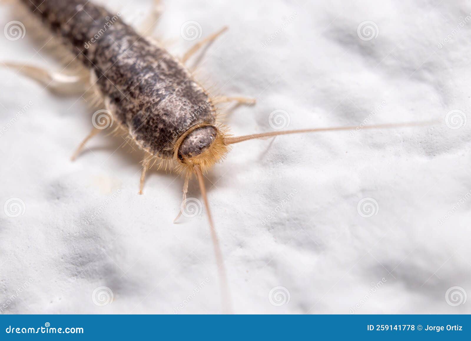 Silverfish Insect Lepisma Saccharina Walking On A White Wall Stock Photo Image Of Carpet