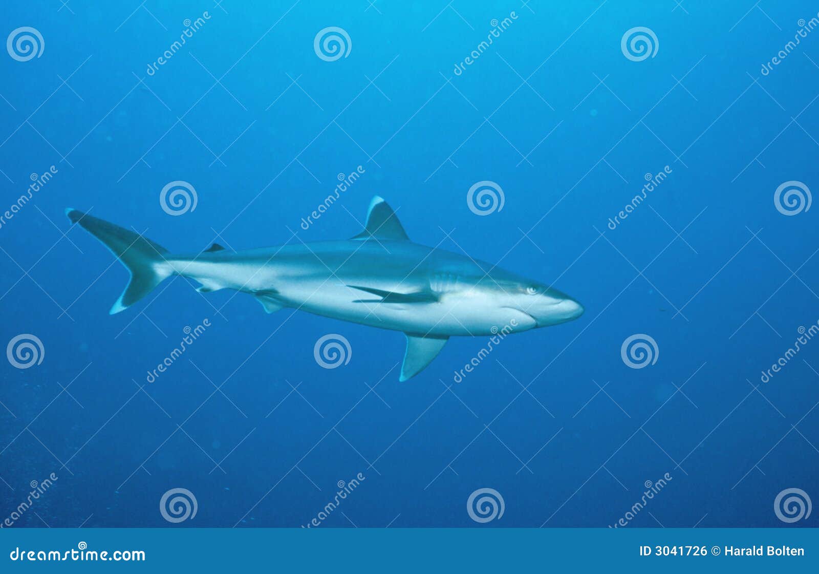 silvertip reefshark