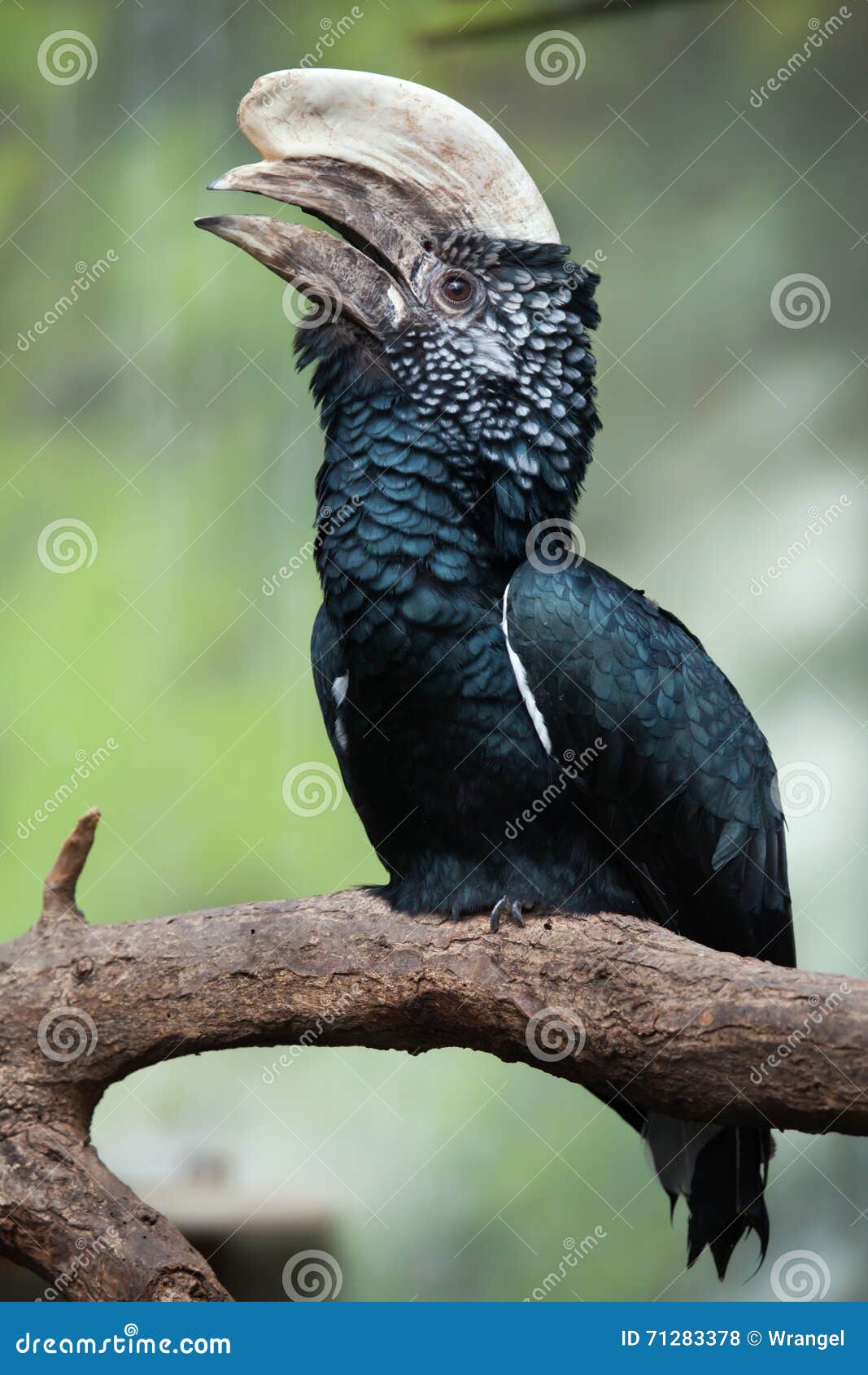 silvery-cheeked hornbill (bycanistes brevis).