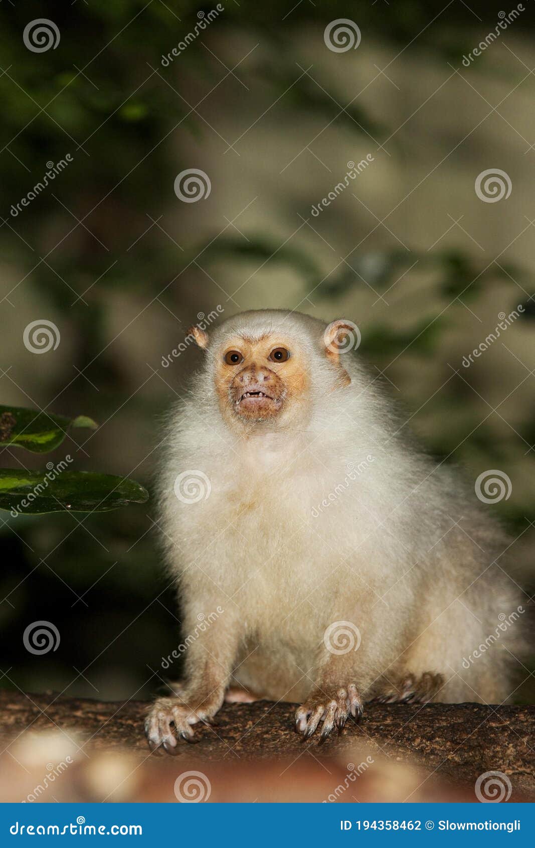 silvery marmoset mico argentatus