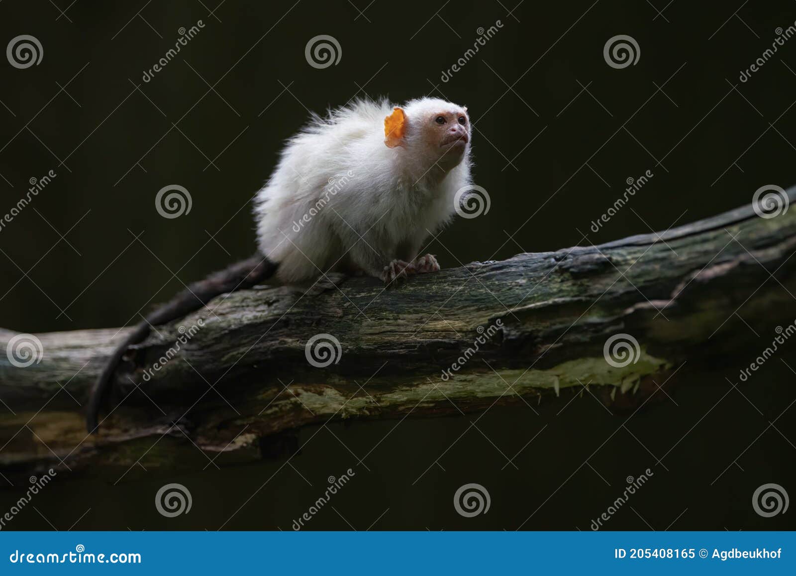 silvery marmoset mico argentatus on a branch. dark background.