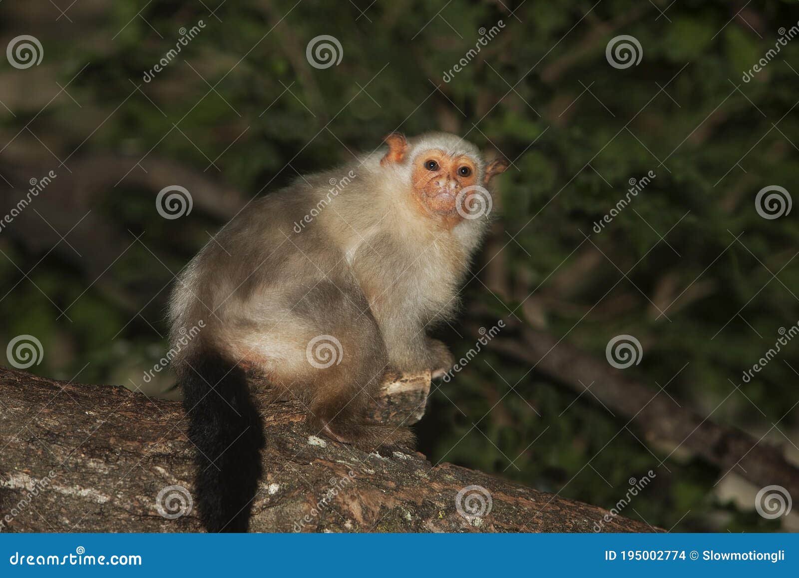 silvery marmoset mico argentatus, female standing on branch