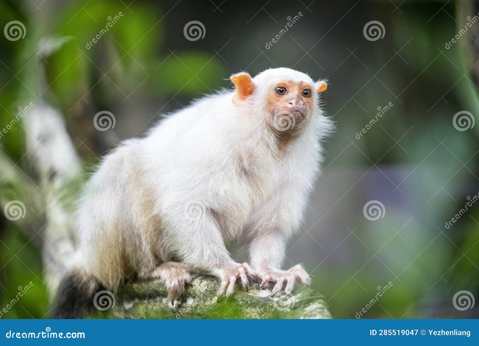 the silvery marmoset (mico argentatus)