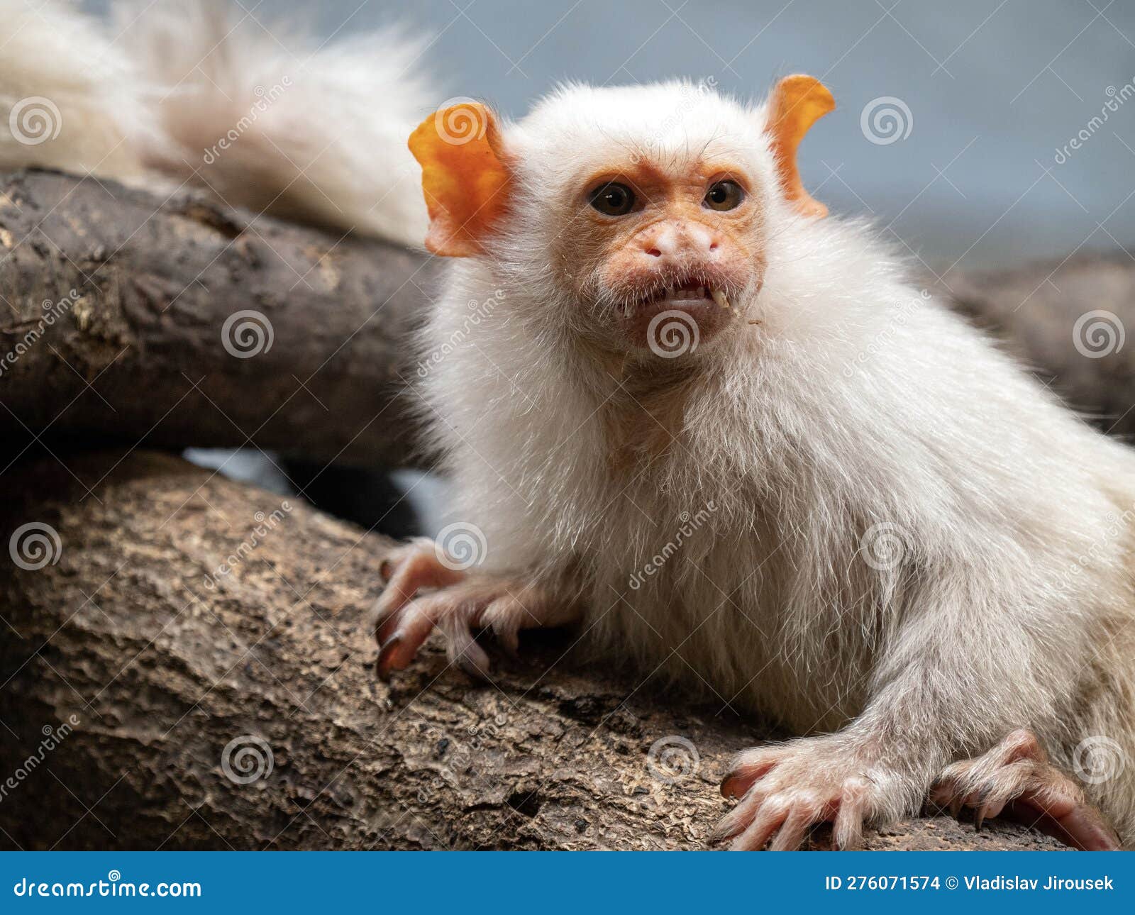the silvery marmoset, mico argentatus, sits on a branch and observes the surroundings
