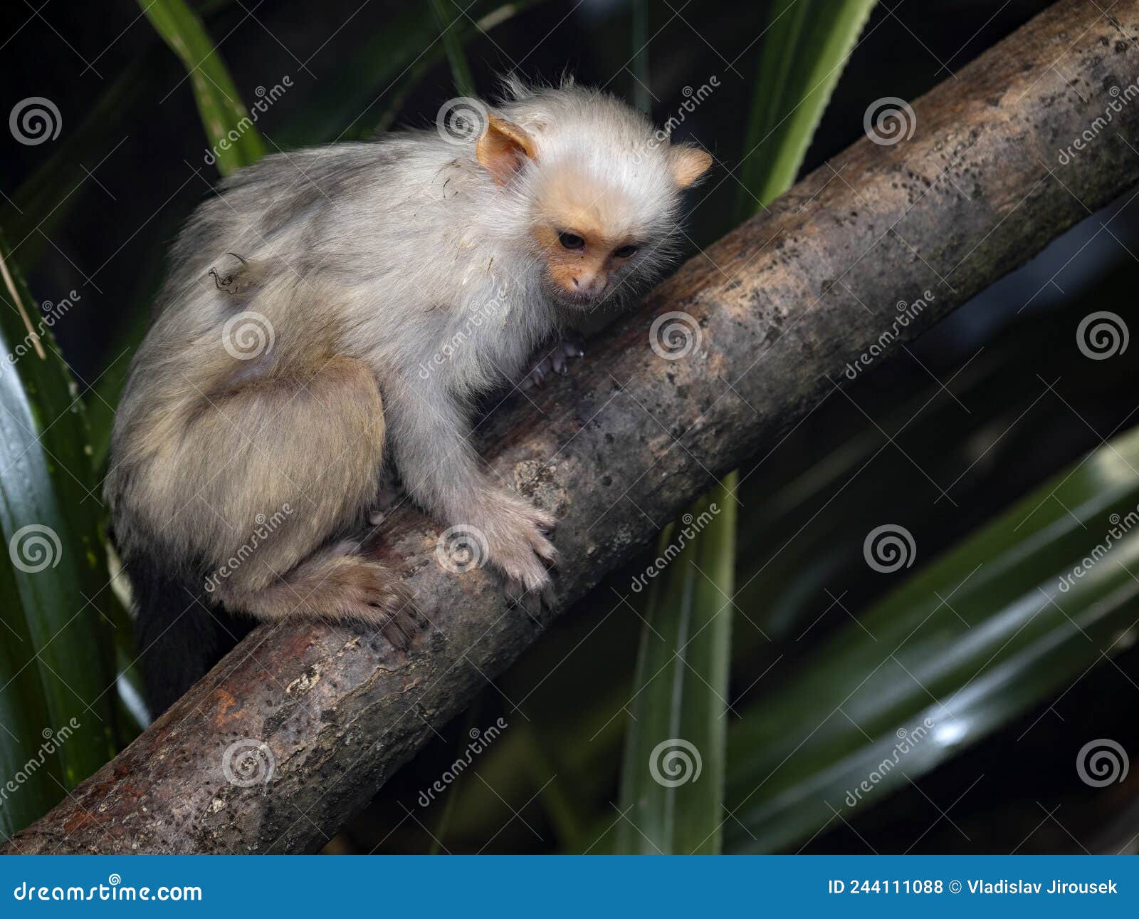 silvery marmoset, mico argentatus, sits on a branch and watches the surroundings