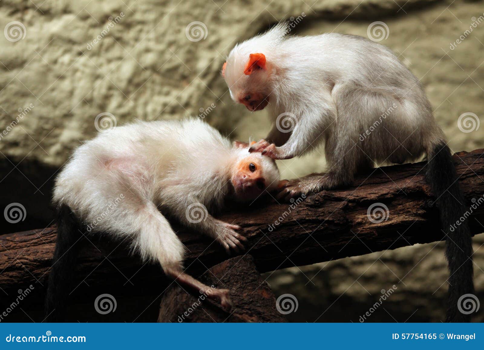 silvery marmoset (mico argentatus).