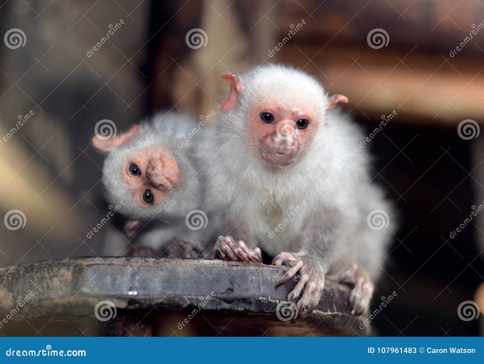 silvery marmoset primate