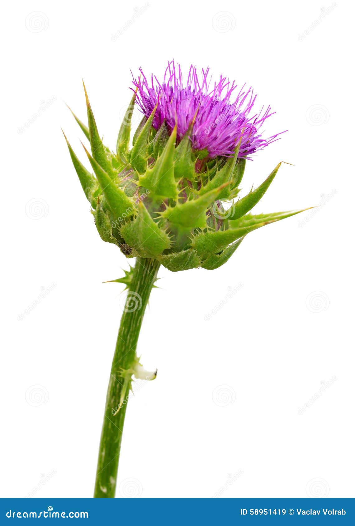 Silybum Marianum Milk Thistle Isolated On White Background, RoyaltyFree Stock Photo