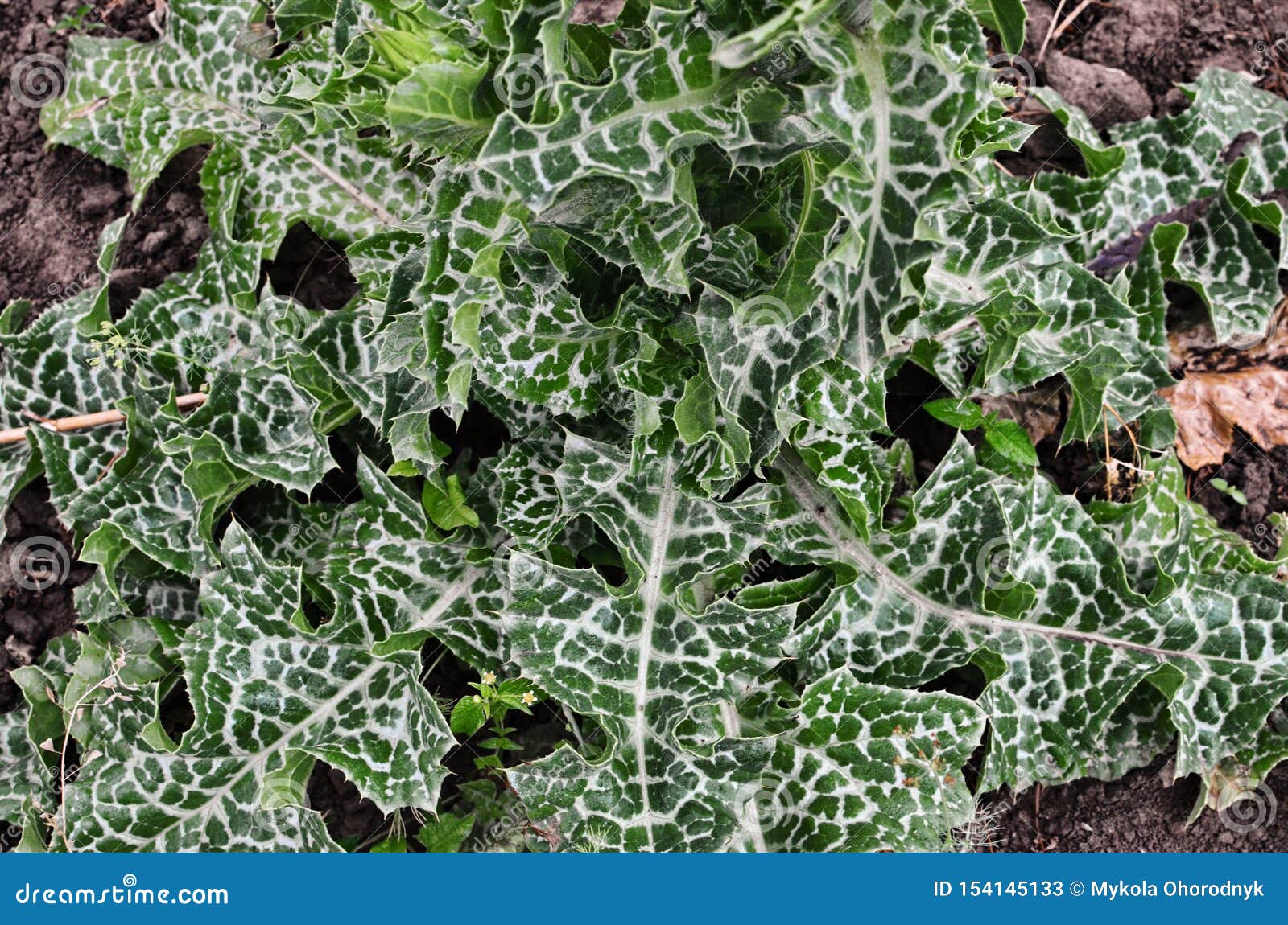 silybum marianum officinal grass