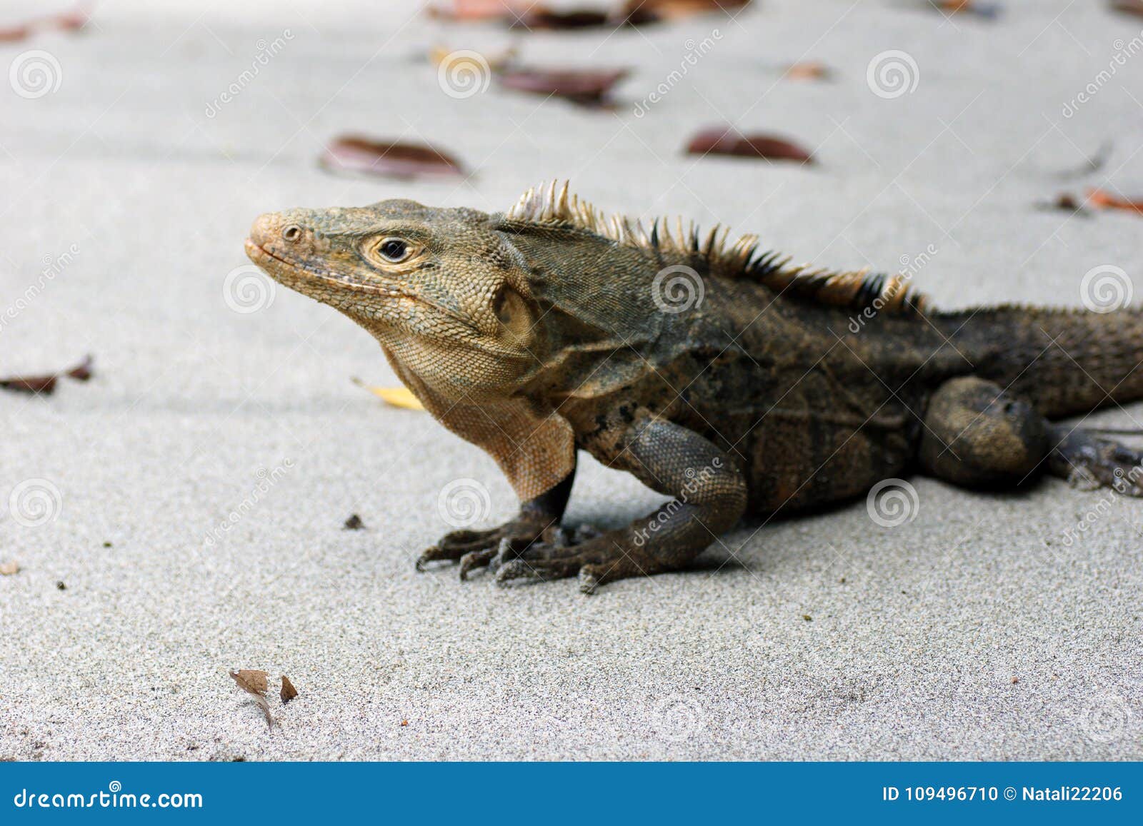 Similis De Ctenosaura De La Iguana En Manuel Antonio Foto de archivo
