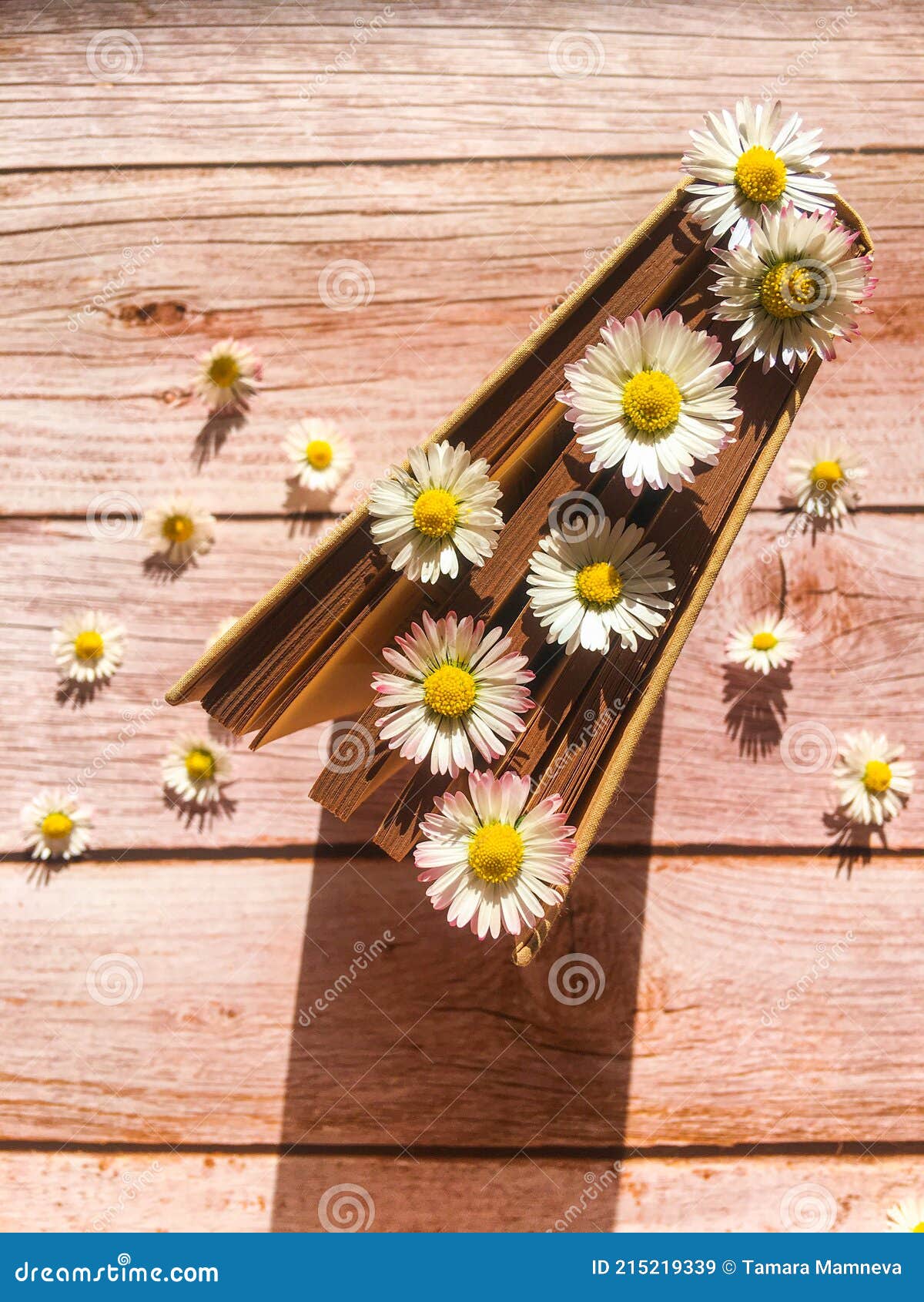 Daisy in book stock image. Image of black, spring, window 215219339
