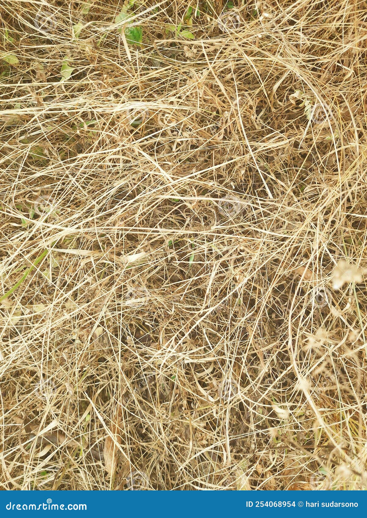 Simple Brown Dry Grass Background Stock Photo Image of grass, crop