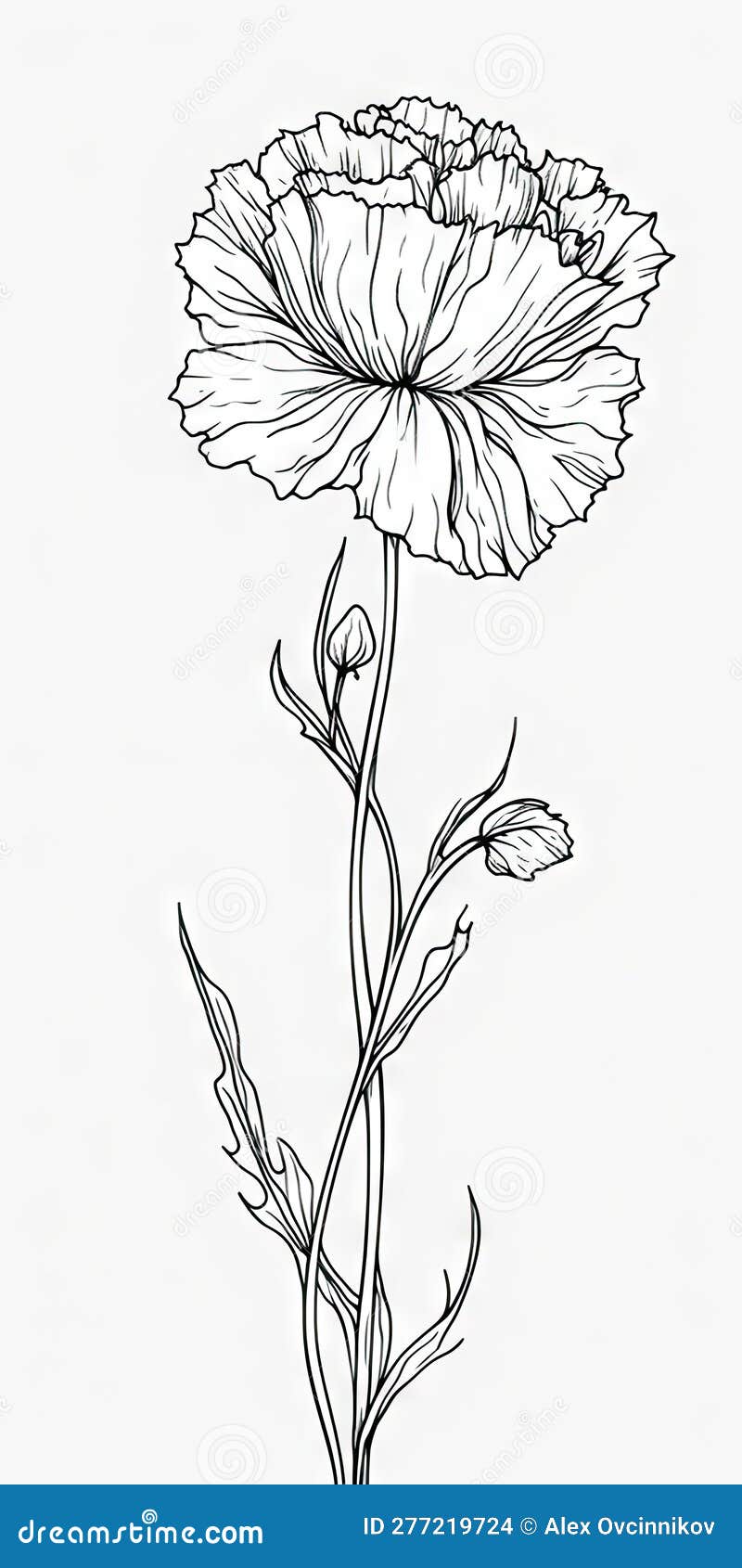 Simple Carnation Flower Doodle on White Background for Invitations and