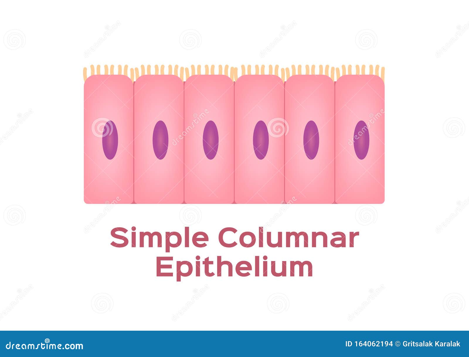 simple columnar epithelium / epithelial tissue