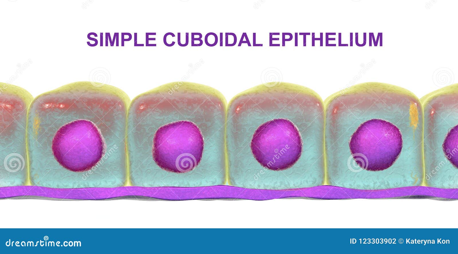 simple cuboidal epithelium