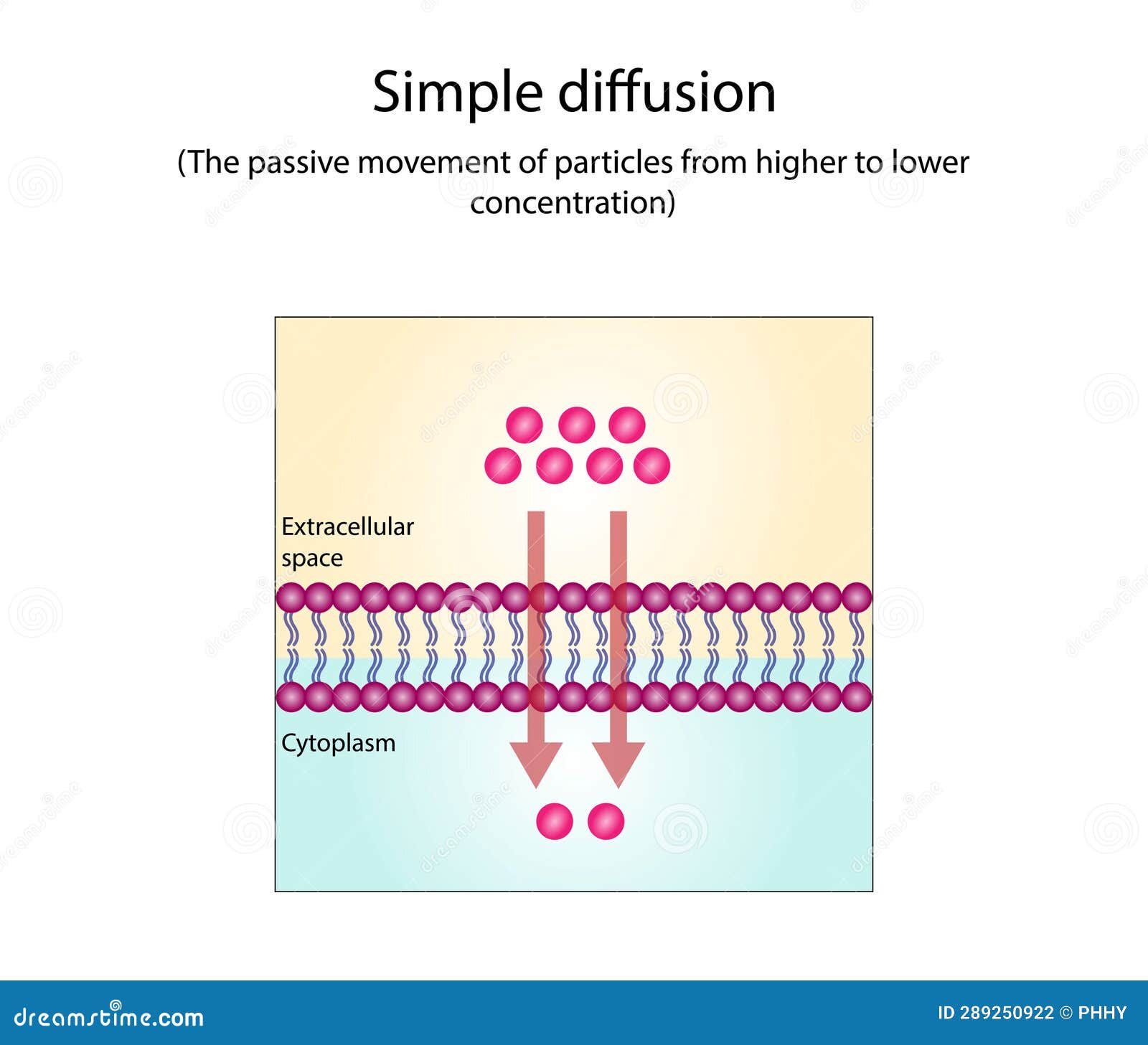 cell diffusion animation