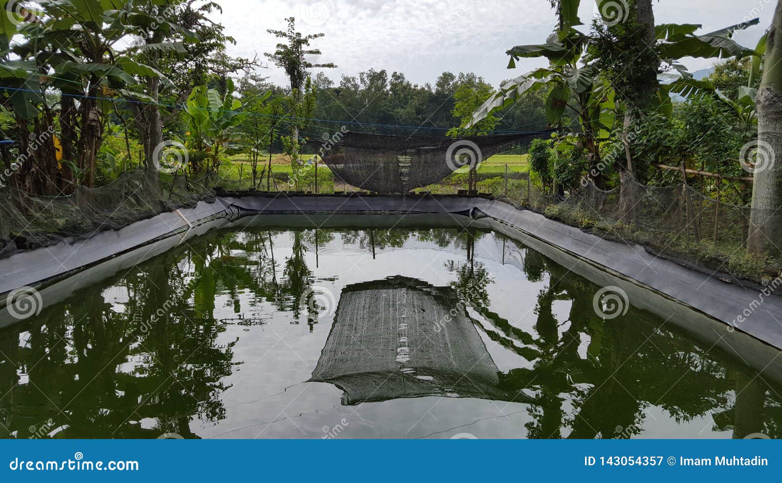 Simple Fish Pond for Small-scale Fish Farms Stock Image - Image of fishery,  fish: 143054357