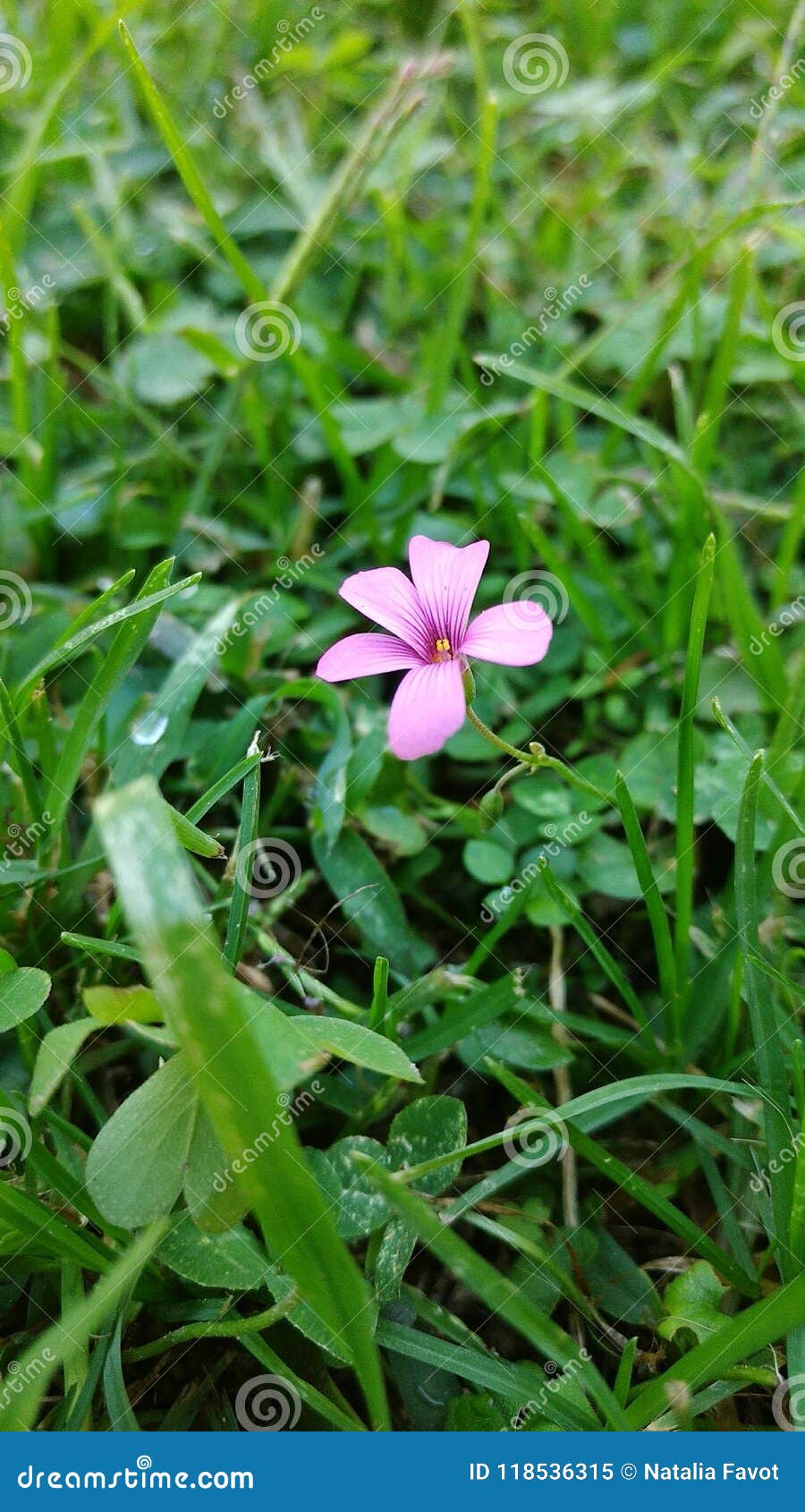 simple flower