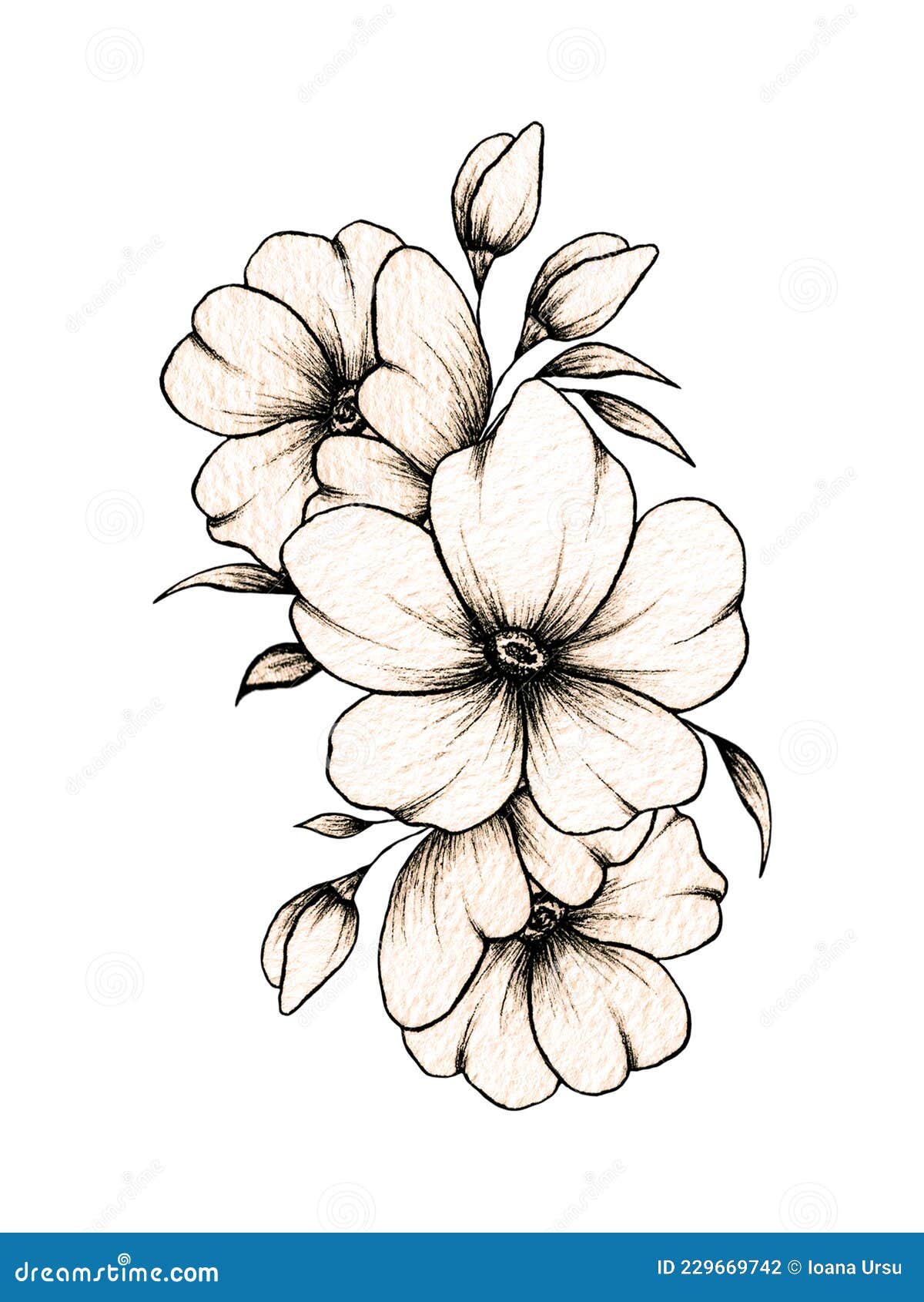 Simple Hand Drawn Floral Composition with Various Big and Small Flowers and  Leaves Isolated on White Background, Warm Ink Drawing Stock Illustration -  Illustration of black, botany: 229669742