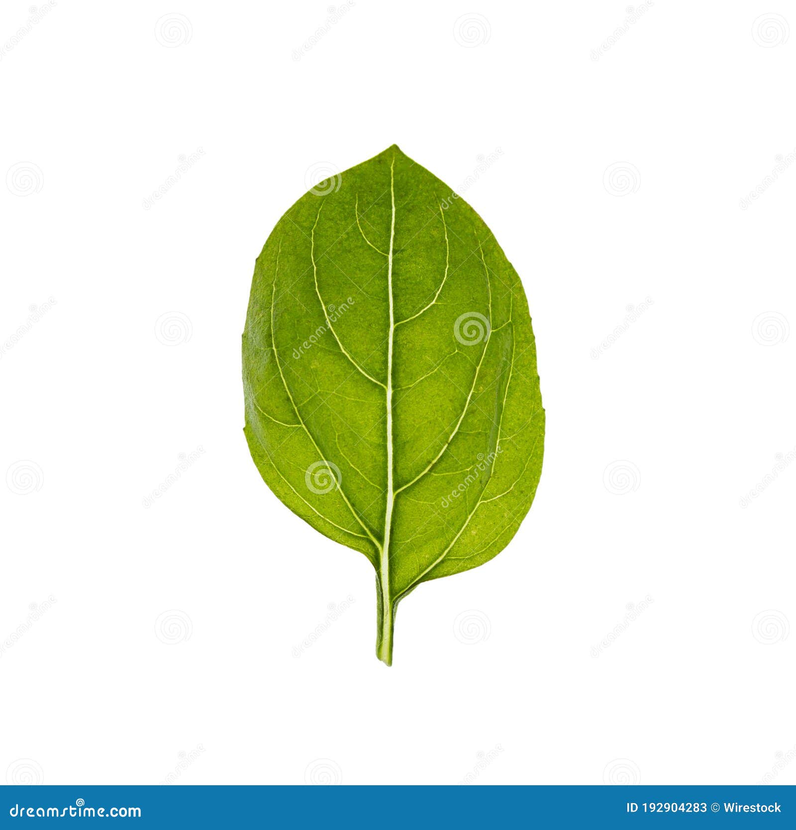 Simple Illustration of a Green Leaf Isolated on a White Background ...