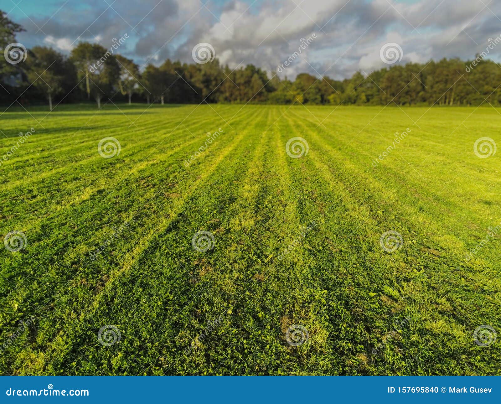 Simple Landscape Background, Freshly Cut Grass in a Park, Selective