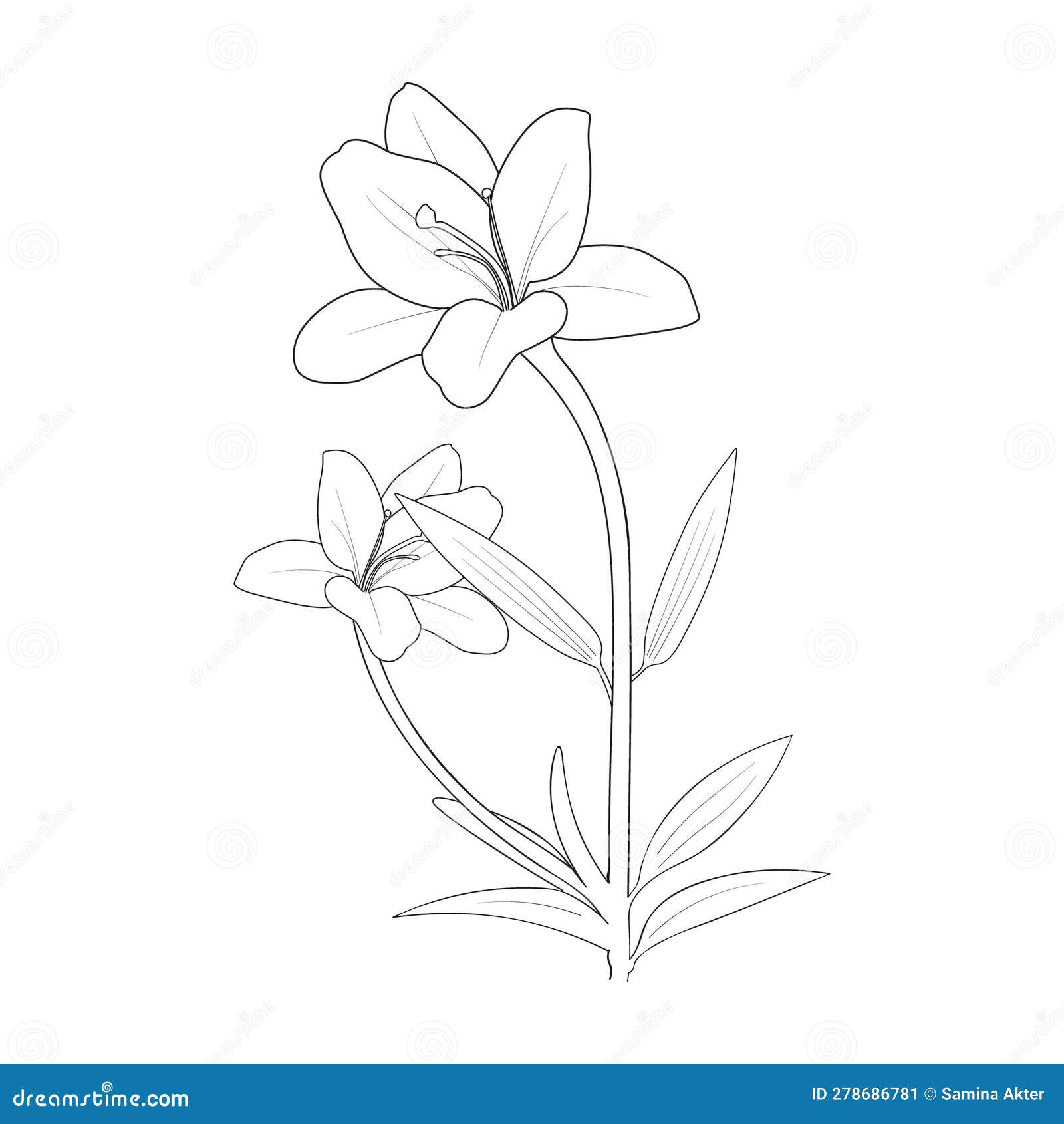 lily outline coloring page