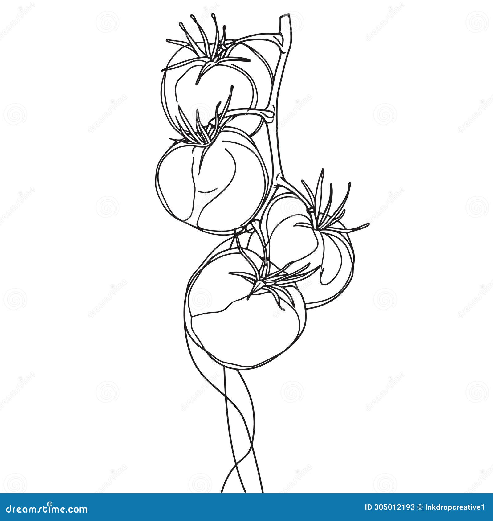Simple Line Drawing Illustration of a Vine of Tomatoes on a Tree Branch