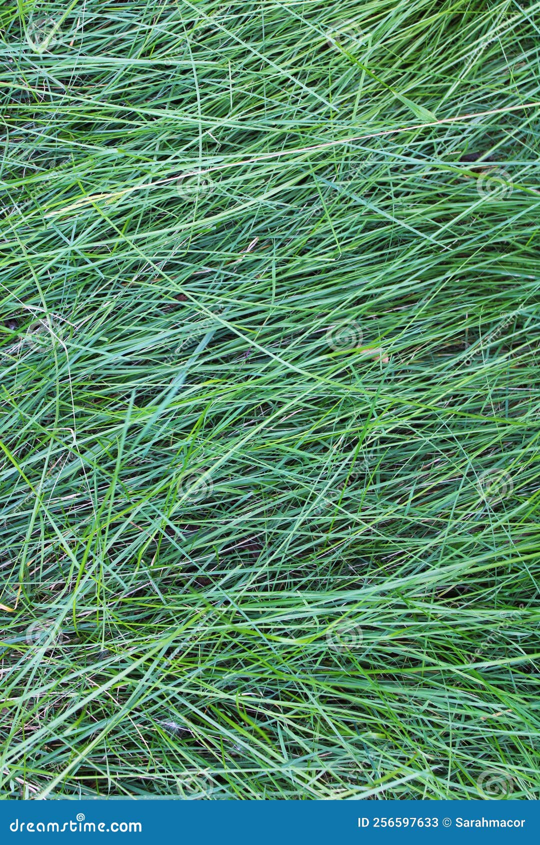 A Simple Long Grass Texture Stock Image Image of field, lush 256597633