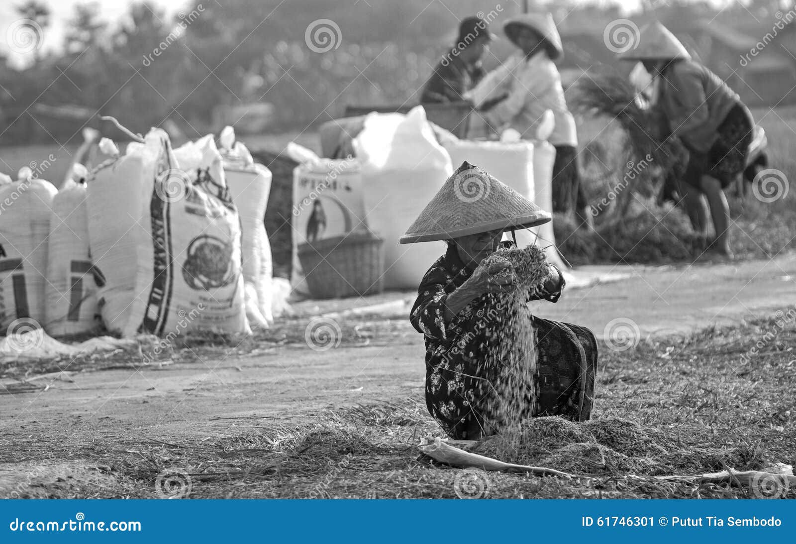 The simple method editorial photo. Image of harvest, method 61746301