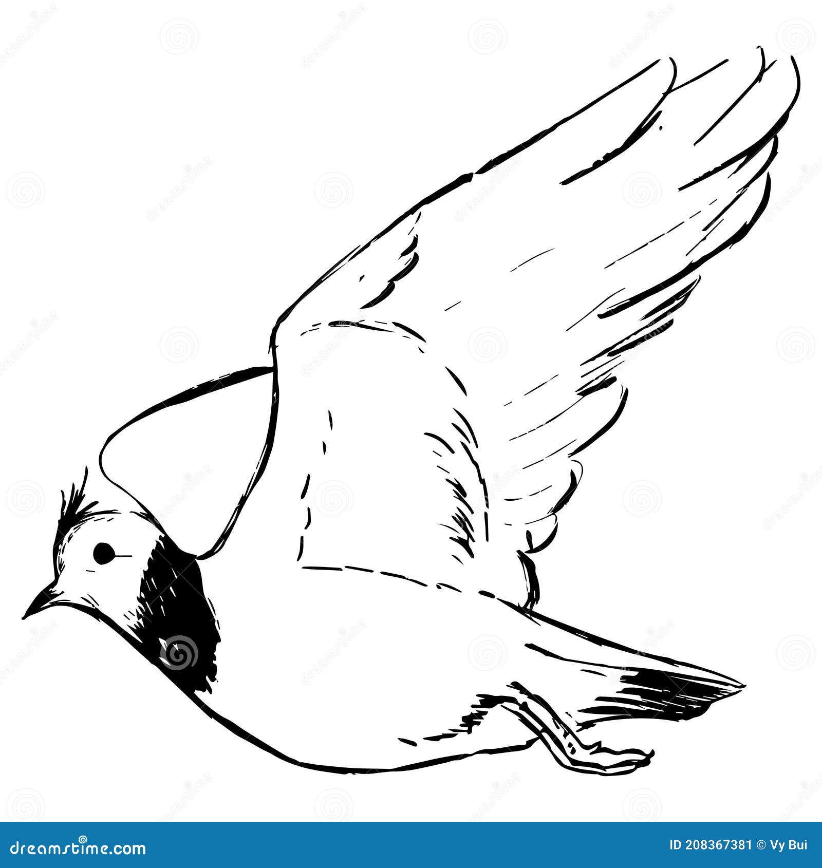 hvis du kan Baby råolie Lapwing Bird Ink Illustration. Bird Simple Drawing. Nature Theme. Animals  Vector Monochrome Drawings Set. Sketchy Detailed Style. Stock Vector -  Illustration of animals, drawing: 208367381