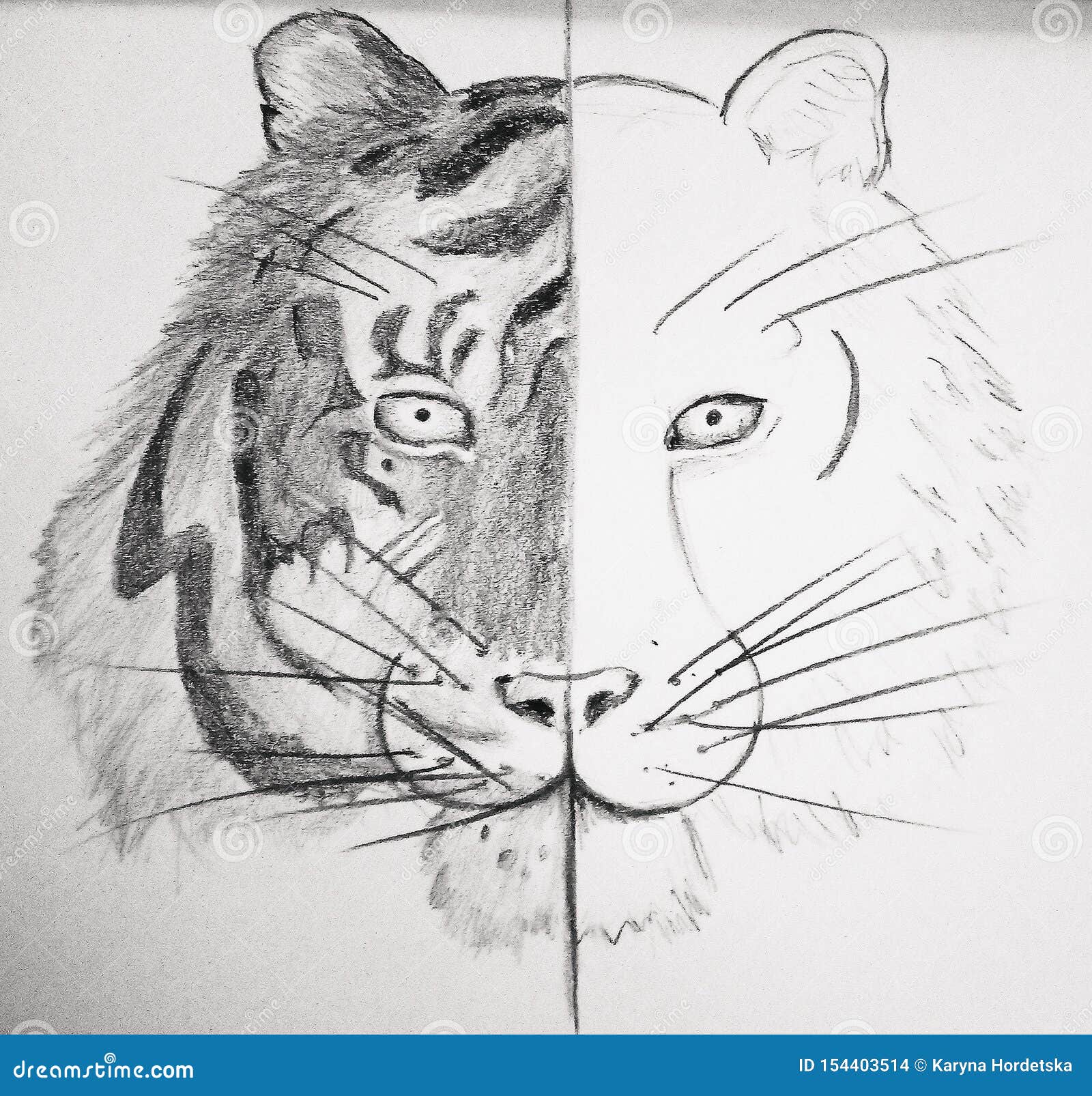 Learn How to Draw a Tiger for Kids Big Cats Step by Step  Drawing  Tutorials