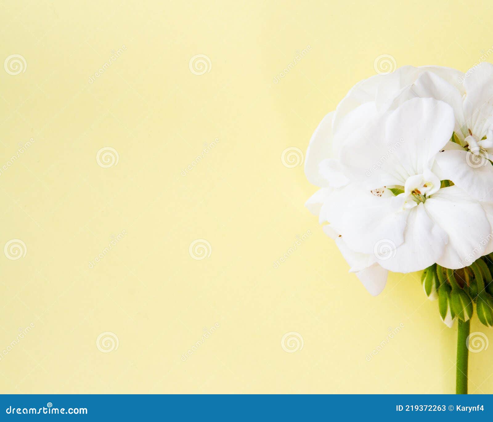 Simple Tige De Fleurs De Géranium Blanc Sur Un Fond Simple Et Lisse Image  stock - Image du fond, vert: 219372263