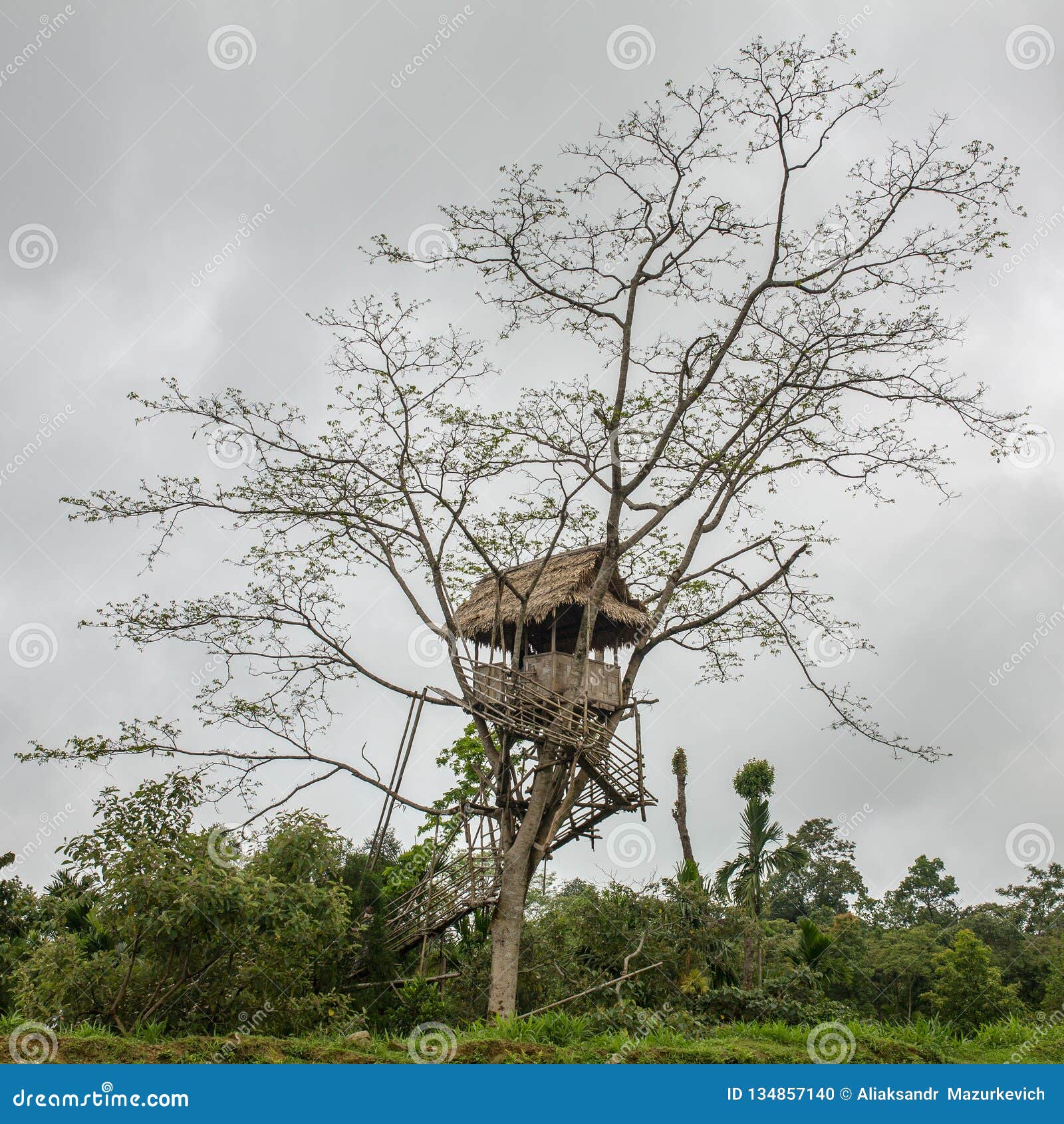 Simple Tree House Made from Bamboo in Mawlynnong Village, Meghalaya Stock  Photo - Image of park, nature: 134857140