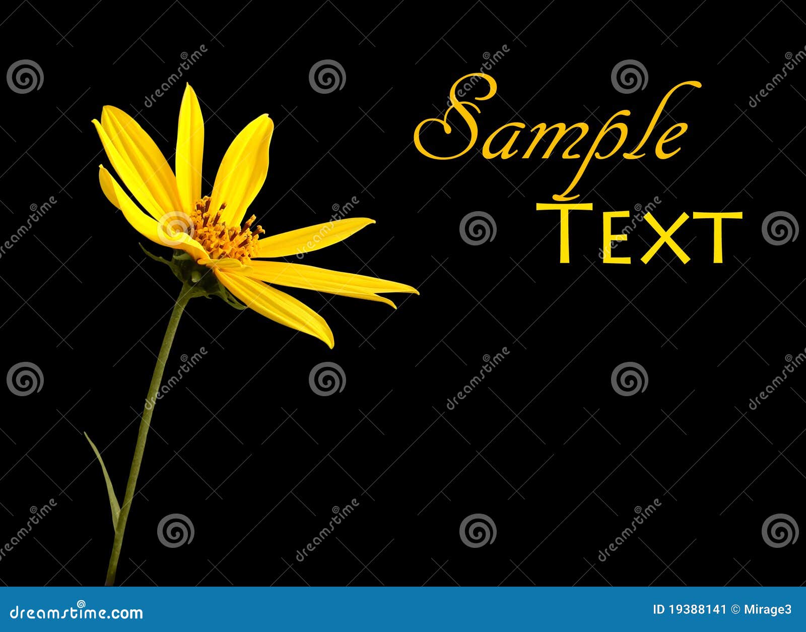 Simple Yellow Flower on Black Stock Image Image of leaf, black 19388141