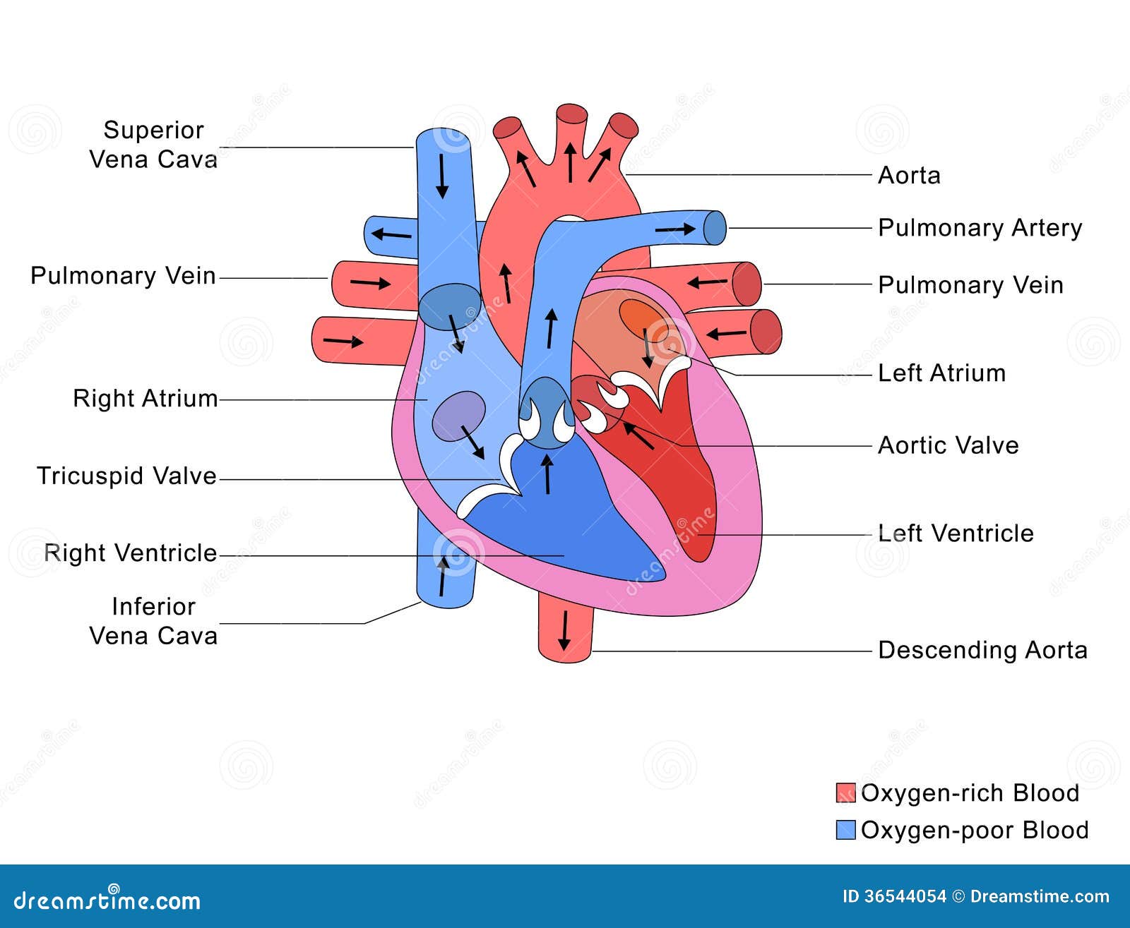 Simplified Structure Of Heart Stock Photo - Illustration of