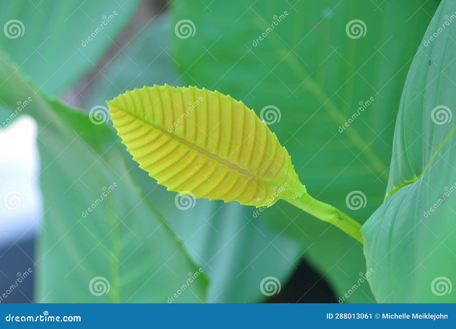 simpoh ayer (dillenia) new leaf