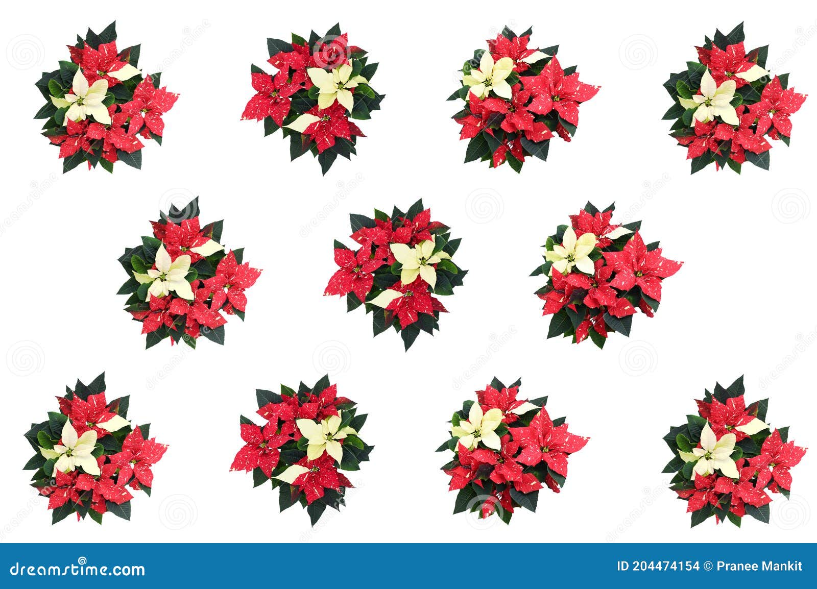 Sin Costura Hermosa Naturaleza Fresca Rojo, Flor De Nochebuena Blanca O  Flor De Estrella De Navidad Con Hojas De Follaje Verde En Foto de archivo -  Imagen de aislado, saludos: 204474154