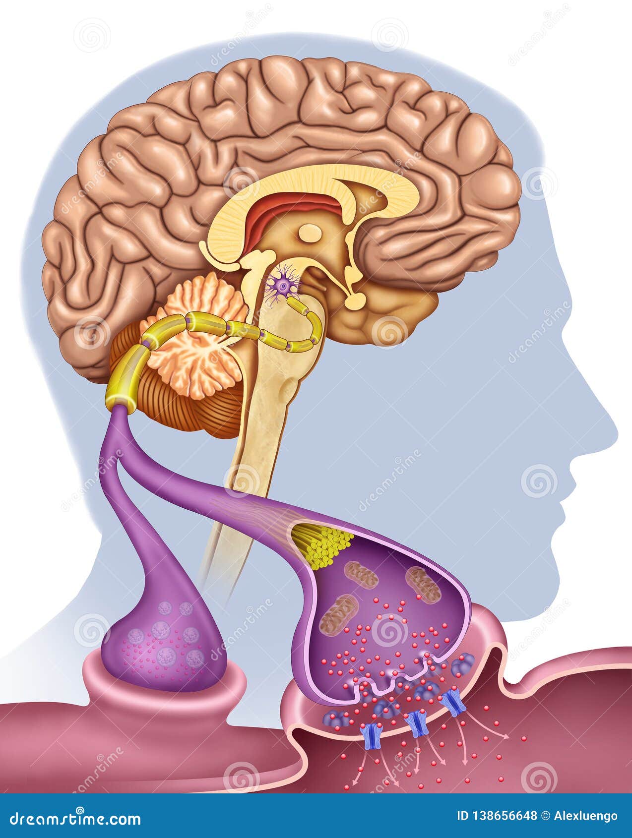 sinapsis de dopamina en la enfermedad de parkinson