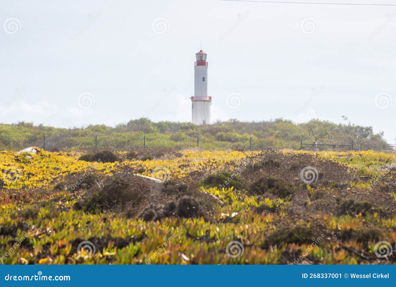 sines lighthouse in a flowering landscape, portugal